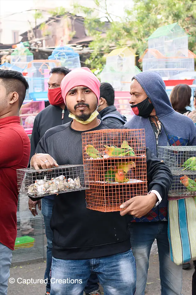 the, captured, creations, creation, sudip, biswas, captured creations, sudip biswas, photography, cinematography, filmmaker, photographer, cinematographer, inside, prison, nature, colorful, cage, freedom, birdcage, bird, seller, pets, animal, economy, asia, culture, stall, crowded, gathering, tourist, consumer, crowd, local, business, store, sale, people, wholesaler, retailer, wholesale, lifestyle, urban, india, galiff, street, pet, market, bagbazar, sokher, haat, city, joy, sunday, kolkata, hat, oldest, largest, hats, asian, marketplace, outdoor, customer, kolkata, west, bengal, india