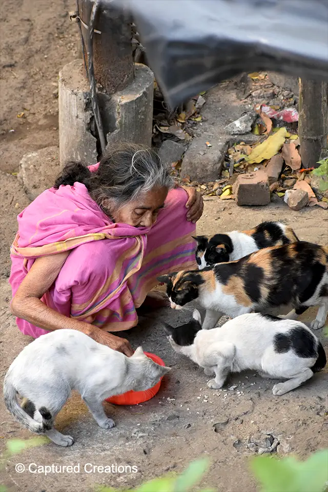 the, captured, creations, creation, sudip, biswas, captured creations, sudip biswas, photography, cinematography, filmmaker, photographer, cinematographer, adorable, animal, background, beautiful, beauty, care, cat, cats, caucasian, closeup, concept, cute, domestic, eat, elderly, feed, female, food, fur, girl, grandma, grass, gray, green, hair, happiness, happy, hotel, joy, kitten, little, mammal, nature, old, outside, people, person, pet, picture, portrait, pretty, room, senior, shelter, smiling, street, summer, white, woman, young, kolkata, west, bengal, india